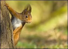 La femelle cureuil donne naissance  combien de petits en moyenne par porte ?