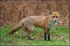 Fran�ais > Anglais...