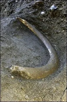 De quoi taient composes les dfenses de mammouths ?