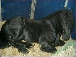 Cochez les pies ( 2 )