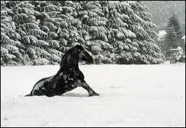 Cochez les mmos techniques ( pour retenir les robes ) ( 4 ).