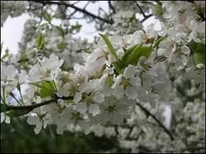 Mille essences se mêlent : pommiers, (... ),