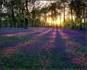 - se récoltent ici par (... ).