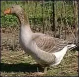 Mets raffiné, je peux être coûteux et différentes régions s'en disputent la paternité :