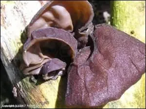 Champignon comestible utilis cru, en salade, dans les sauces auxquelles il donne une onctuosit particulire. Appel aussi champignon noir dans la cuisine chinoise.