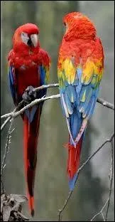 Quelle est son esprance de vie ?