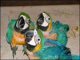 Combien y a-t-il d'oeufs par porte ?