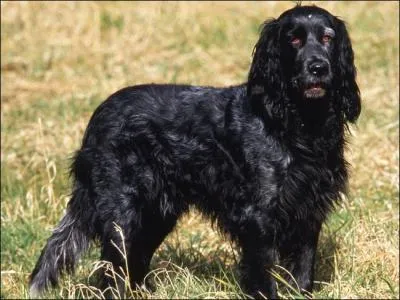 Quelle est la race de ce chien ?