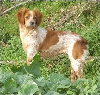 Quelle est la race de ce chien ?
