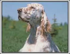 Quelle est la race de ce chien ?