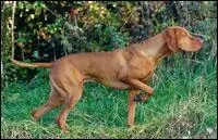 Quelle est la race de ce chien ?