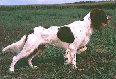 Quelle est la race de ce chien ?