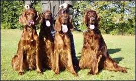 Quelle est la race de ce chien ?