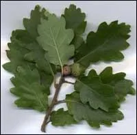 A quel arbre appartiennent ces feuilles ?
