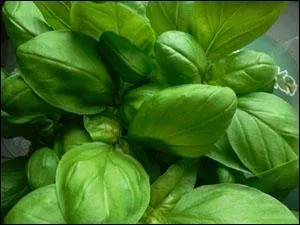 Quelle est cette plante aromatique ?