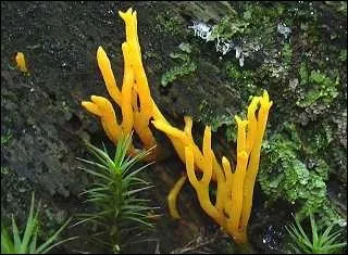 Qu'est-ce qu'une clavaire dore ?