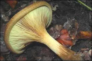Quel est ce champignon mortel dont les toxines provoquent des symptmes cardio-vasculaires pouvant aller jusqu' l'hmolyse, appel parfois  chanterelle brune  ?