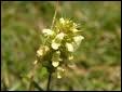 Appele aussi Hysope, ou Crapaudine Siberitis, quelle est cette fleur protge qu'on doit cueillir avec parcimonie et dont on fait de la liqueur ?