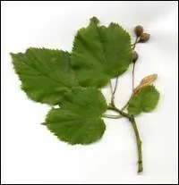 A quel arbre appartient cette feuille ?