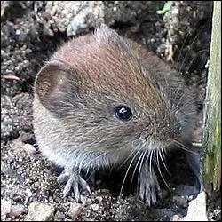 Quel est ce petit rongeur que vous rencontrerez peut-tre s'il sort de son sous-terrain ?