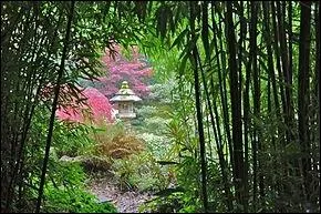 Belle perspective d'arbustes roses sous une troue verte de bambous.