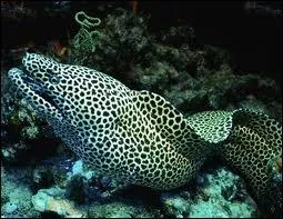 Et donc, lui c'est... ...