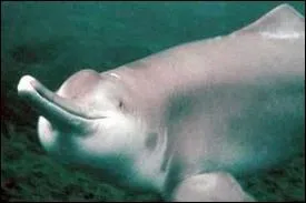 Quel est le nom de cet animal ?