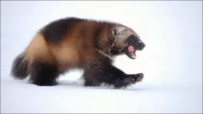 Quel est cet trange animal ?