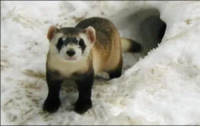 Qu'est-ce que c'est ?