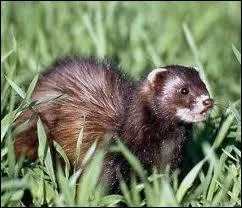 Comment s'appelle cet animal ?