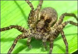 Quel est le nom de cette horrible animal ?