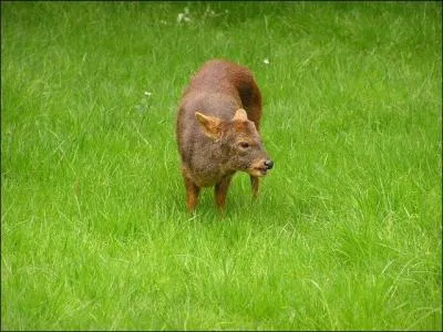 Quel est cet animal ?