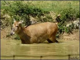 Quel est cet animal ?