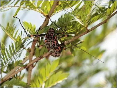 Quel est le nom de cet animal ?