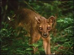 Comment se nomme cet animal ?