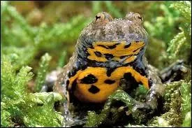 Comment se nomme cet animal ?