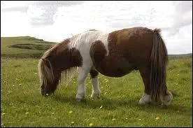 Animaux : le poney est un petit cheval qui ne dpasse pas...