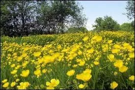 Langue franaise : orthographiez correctement ce que vous voyez sur la photo.