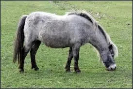 Quelle est cette race ?