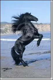 Quelle est cette figure de dressage ?