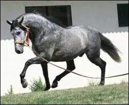 Quelle est cette robe ?