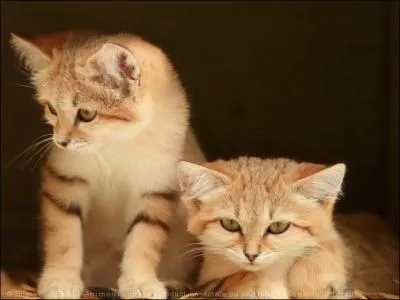 Quel est le nom de cet animal si mignon ? C'est un...