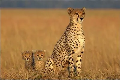 Et eux, comment s'appellent-ils ?