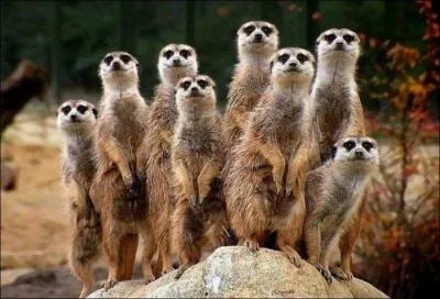 Quels sont ces tranges animaux ? Ce sont des...