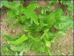 Qu'est-ce que le paprika ?