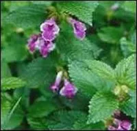 Quelle est cette plante aromatique au got lgrement citronn ?