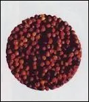 Comment obtient-on le poivre rouge ?