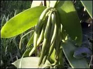 Quelle est cette pice originaire du Mexique commercialise en Europe au dbut du XVIe sicle ?