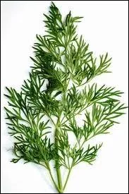 Quelle est cette plante aromatique qui doit tre mange crue pour conserver son arme, et qui accompagne les poissons ?