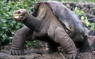 Tortue géante des Galapagos, célèbre dans le monde entier, elle vient de mourir, elle était la dernière de son espèce !